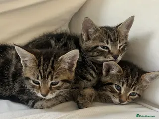 Mixed Breed cats Lovely tabby kittens for sale - Advert 2