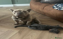 French Bulldog dogs for sale: Male 3yr old French Bulldog - Advert 2