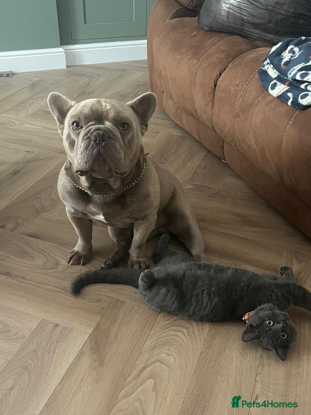 French Bulldog dogs for sale: Male 3yr old French Bulldog - Advert 2