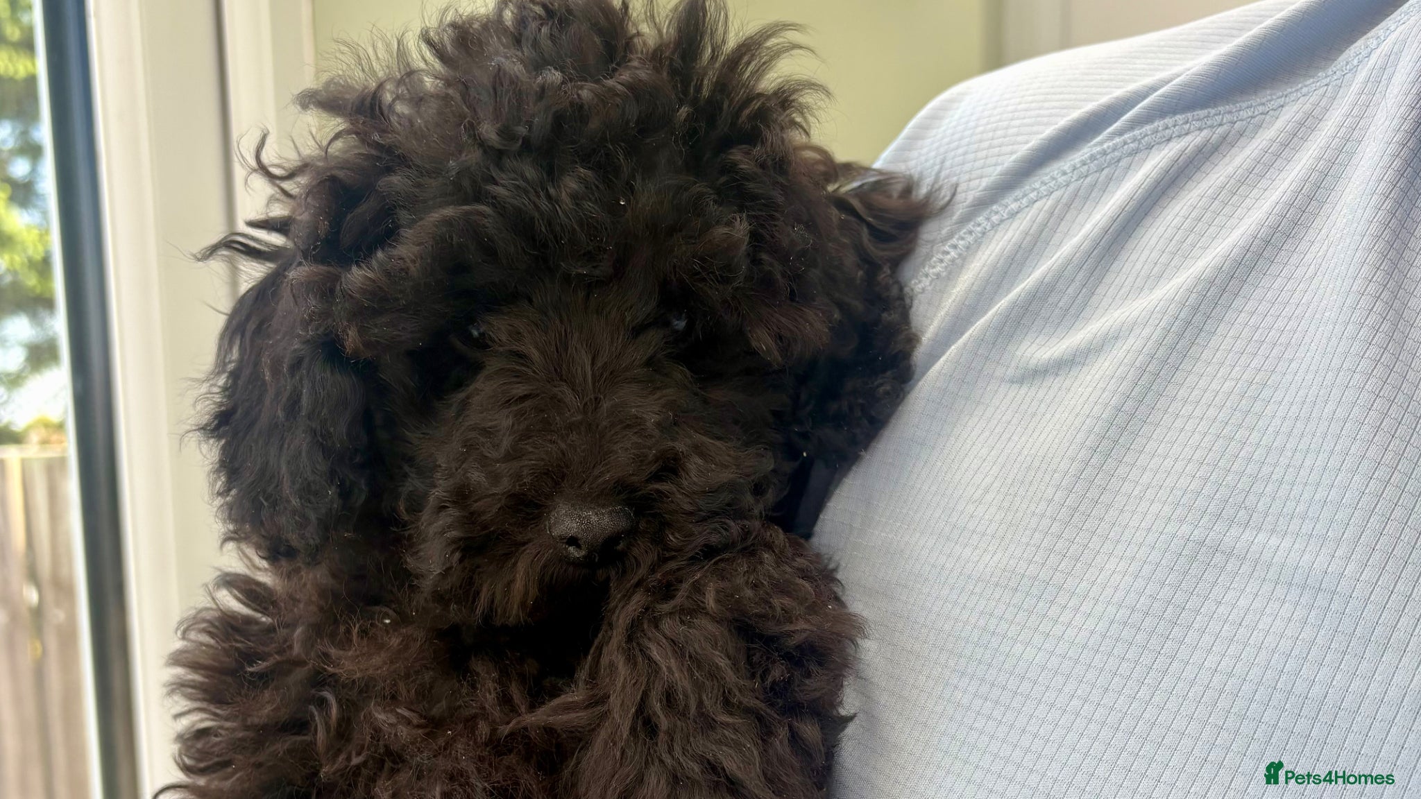 Miniature Poodle dogs Last Little Boy Looking for His Forever Home! - Advert 4