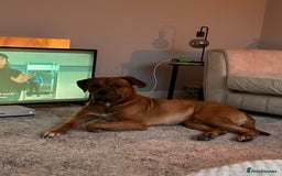 Mixed Breed dogs for sale: Zeus  - Image 3