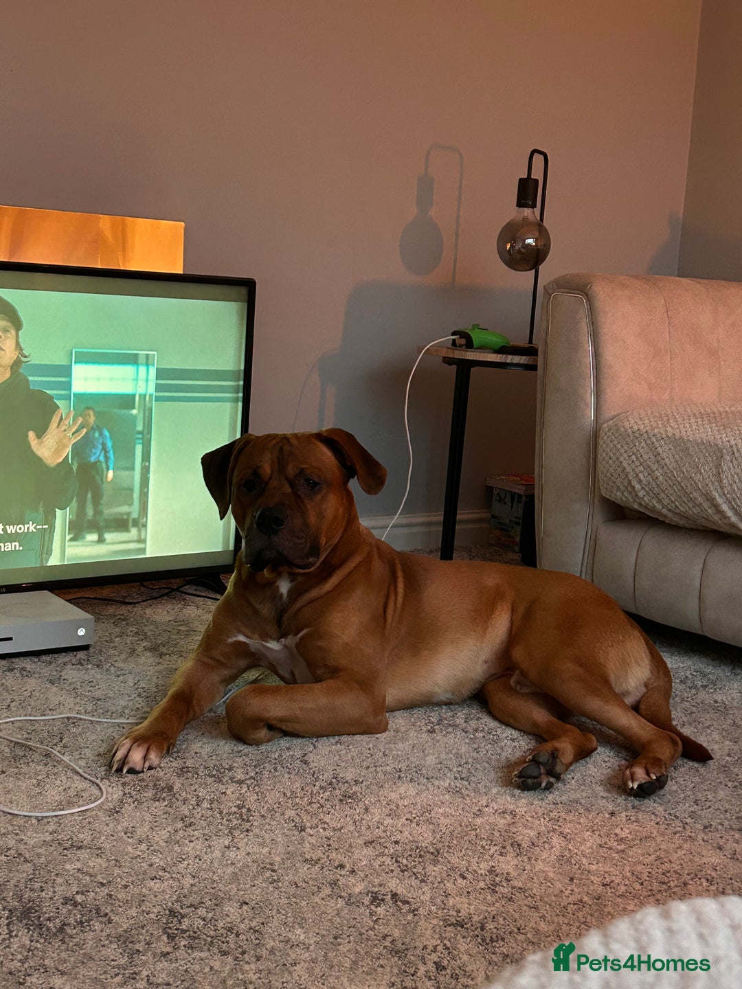 Mixed Breed dogs for sale: Zeus  - Image 3