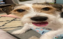 Jack Russell dogs for stud: Jack russel for stud - Advert 3