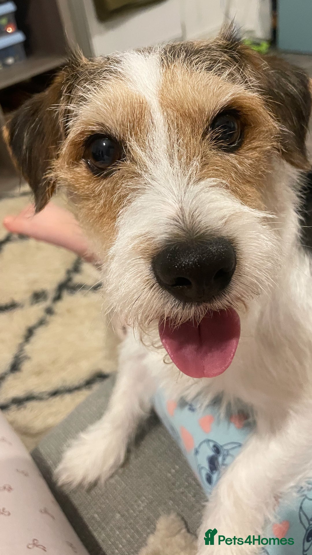 Jack Russell dogs for stud: Jack russel for stud - Advert 3