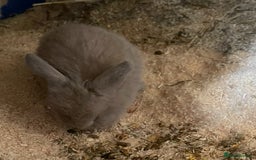 Mini Lop rabbits for sale: Baby mini lops ready to reserve !! - Image 22