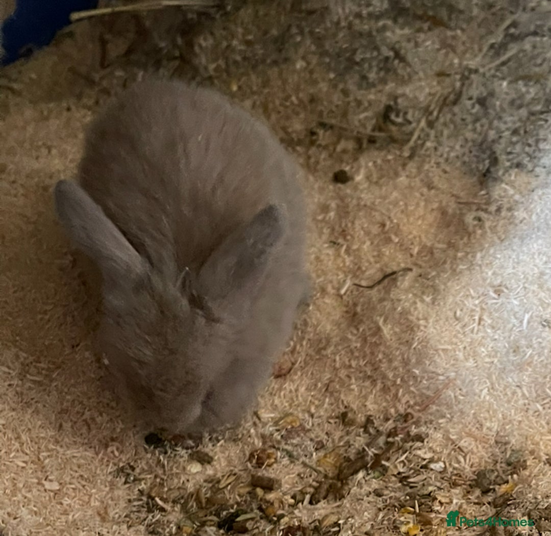 Mini Lop rabbits for sale: Baby mini lops ready to reserve !! - Image 22