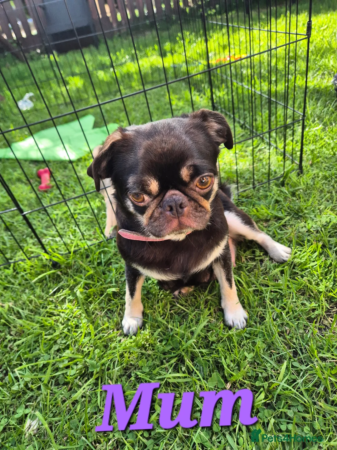 Pug dogs for sale: 3 pugs in Bradford - Advert 2