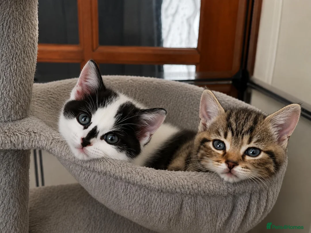 British Shorthair cats for sale: British Shorthair kittens  in Wirral - Advert 2