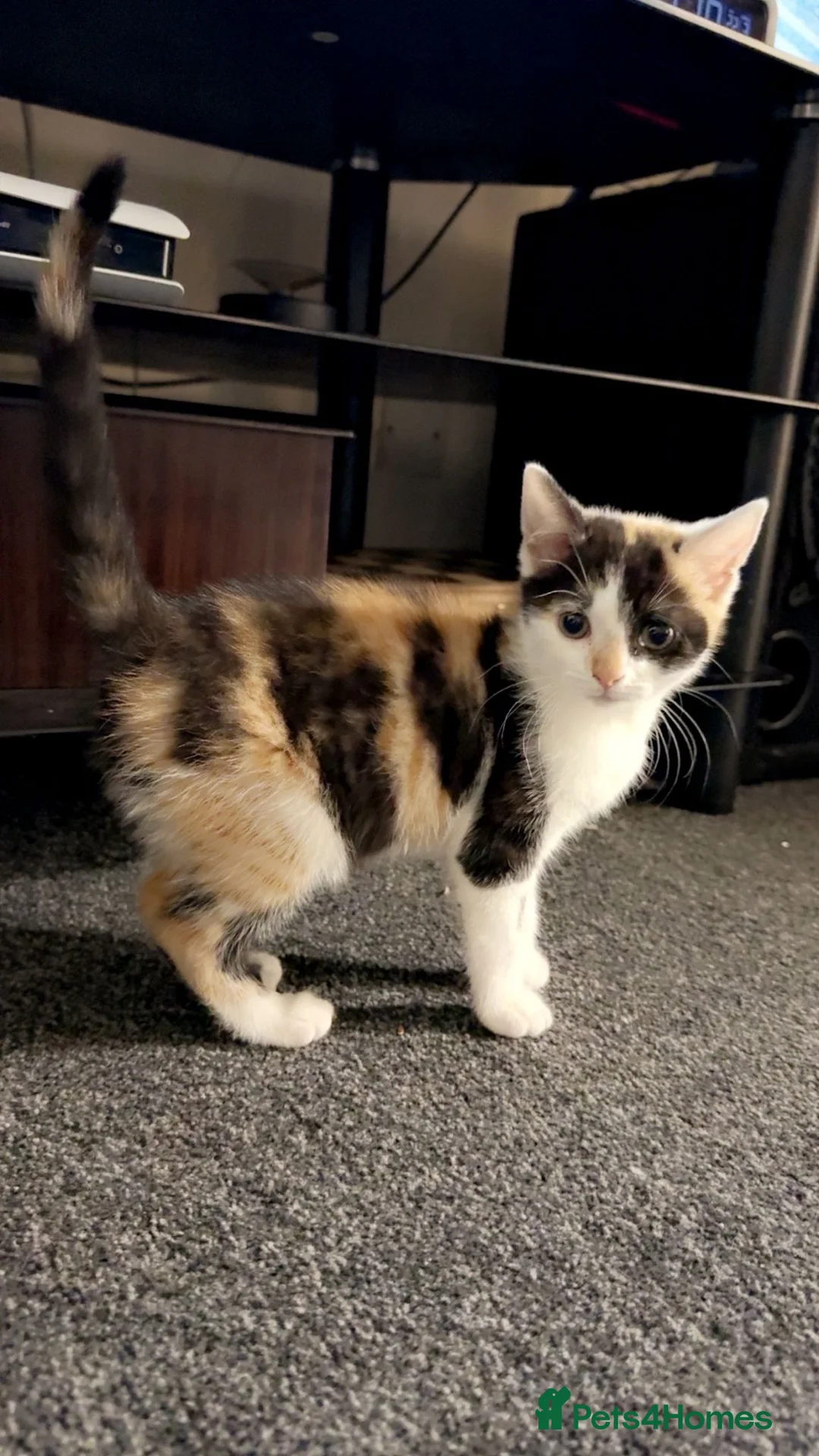 Mixed Breed cats for sale: British shorthair cross tabby in Bradford - Advert 1