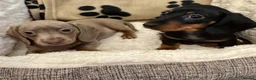 Miniature Dachshund dogs for sale: Miniature Dachshunds  - Advert 3