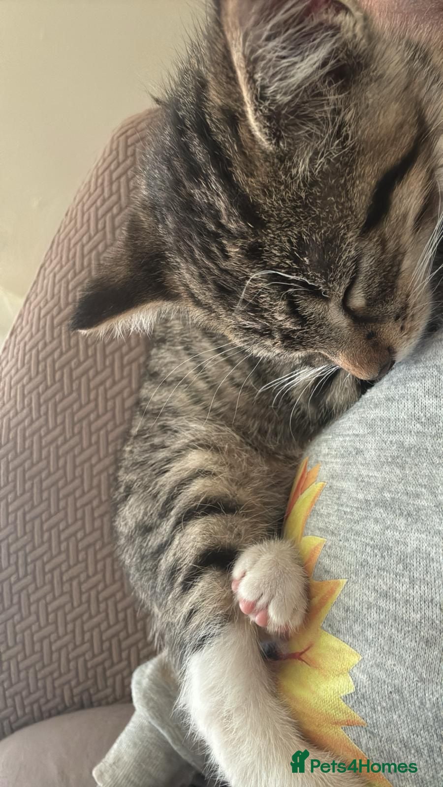Mixed Breed cats tabby kitten - Advert 1