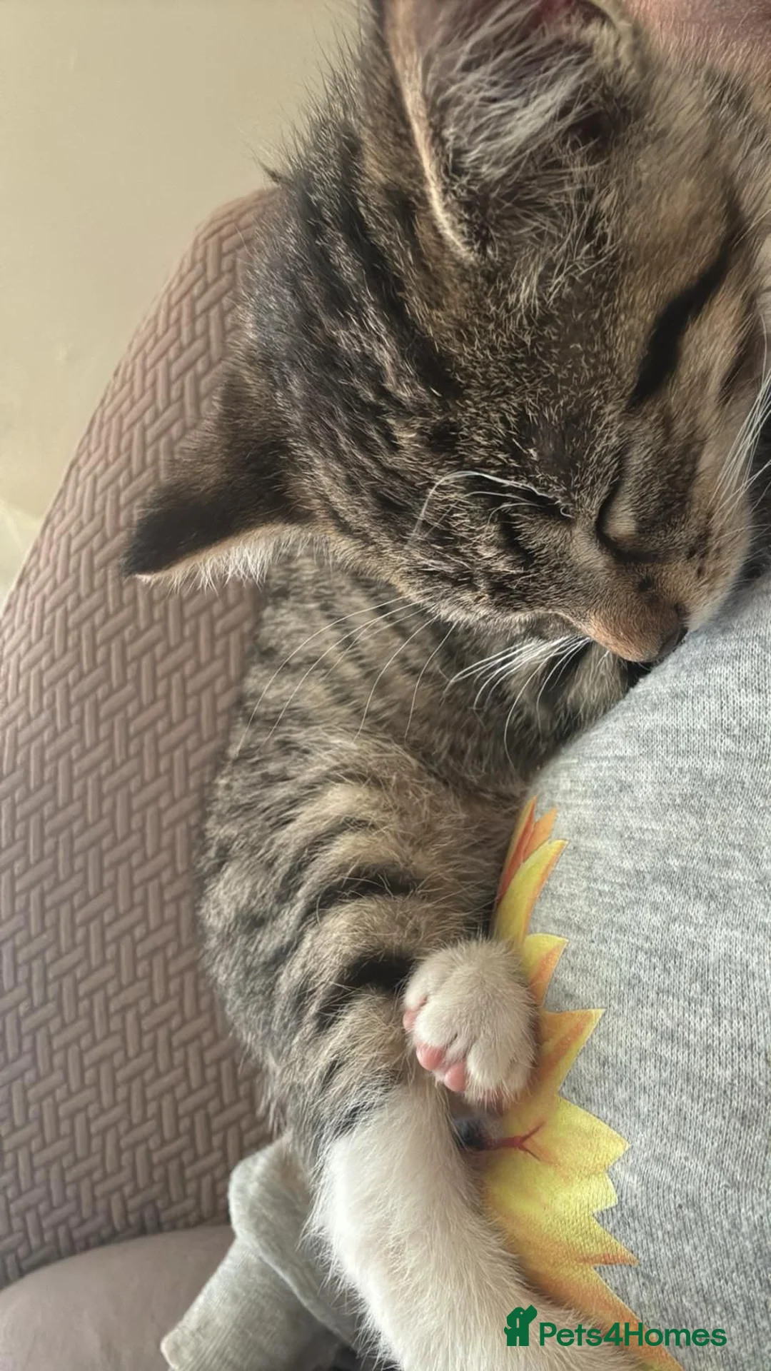 Mixed Breed cats for sale: tabby kitten in Manchester - Advert 1