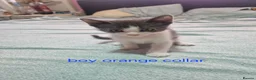 Mixed Breed cats for sale: Beautiful grey and white kittens  - Advert 2