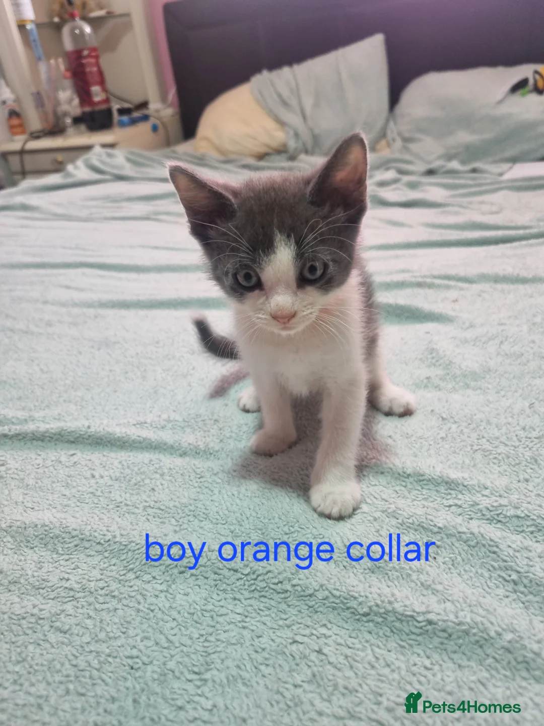 Mixed Breed cats for sale: Beautiful grey and white kittens  - Advert 2
