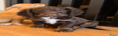 Cocker Spaniel Puppy 2
