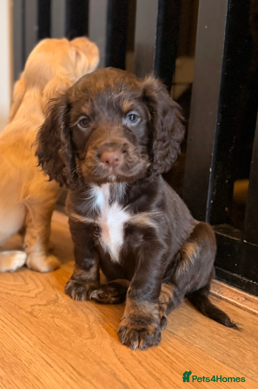 Cocker Spaniel dogs for sale: Beautiful Cocker Spaniel pups  - Advert 5
