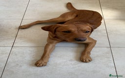Labrador Retriever dogs for stud: KC Fox Red Lab. 37KG. Proven + strong health tests - Image 2