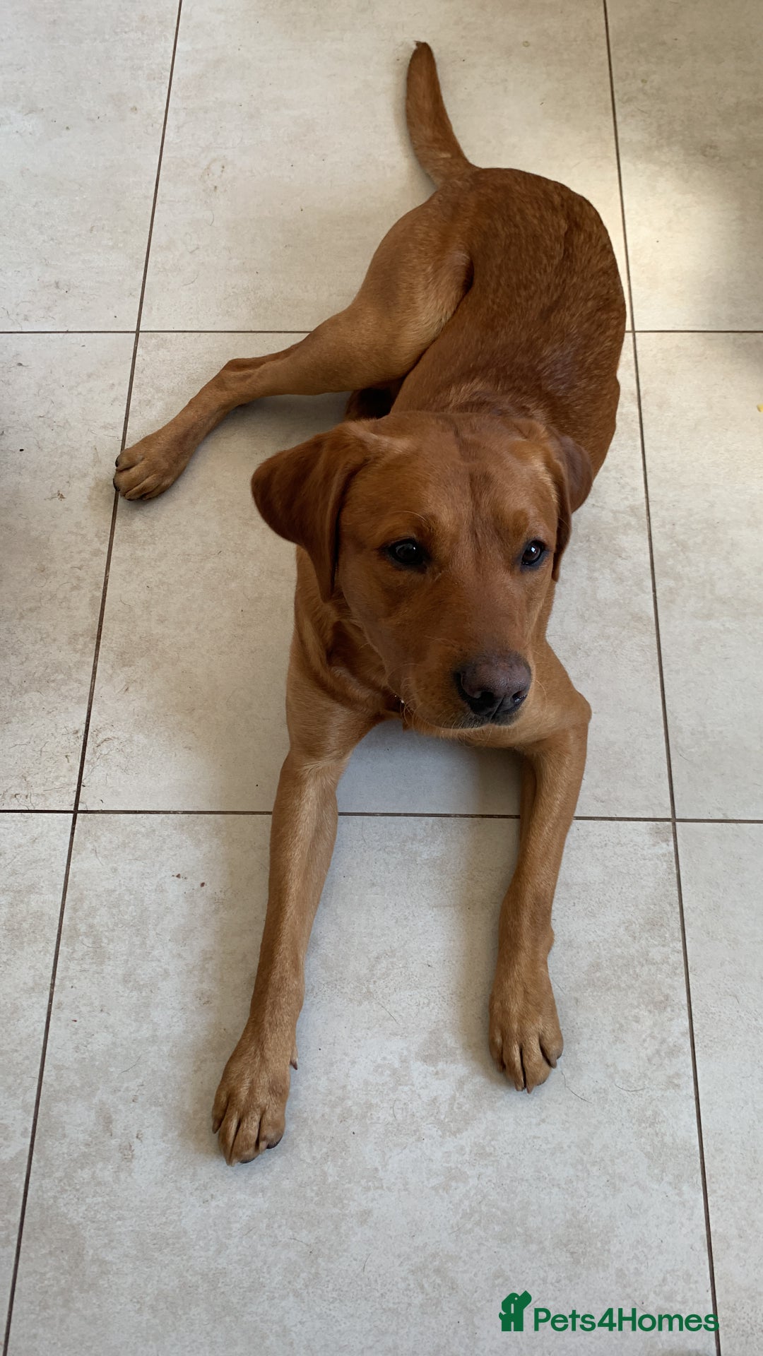 Labrador Retriever dogs for stud: KC Fox Red Lab. 37KG. Proven + strong health tests - Image 2