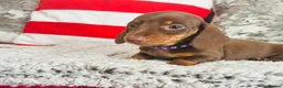 Miniature Dachshund dogs for sale: Beautiful miniature dachshund puppies - Advert 16