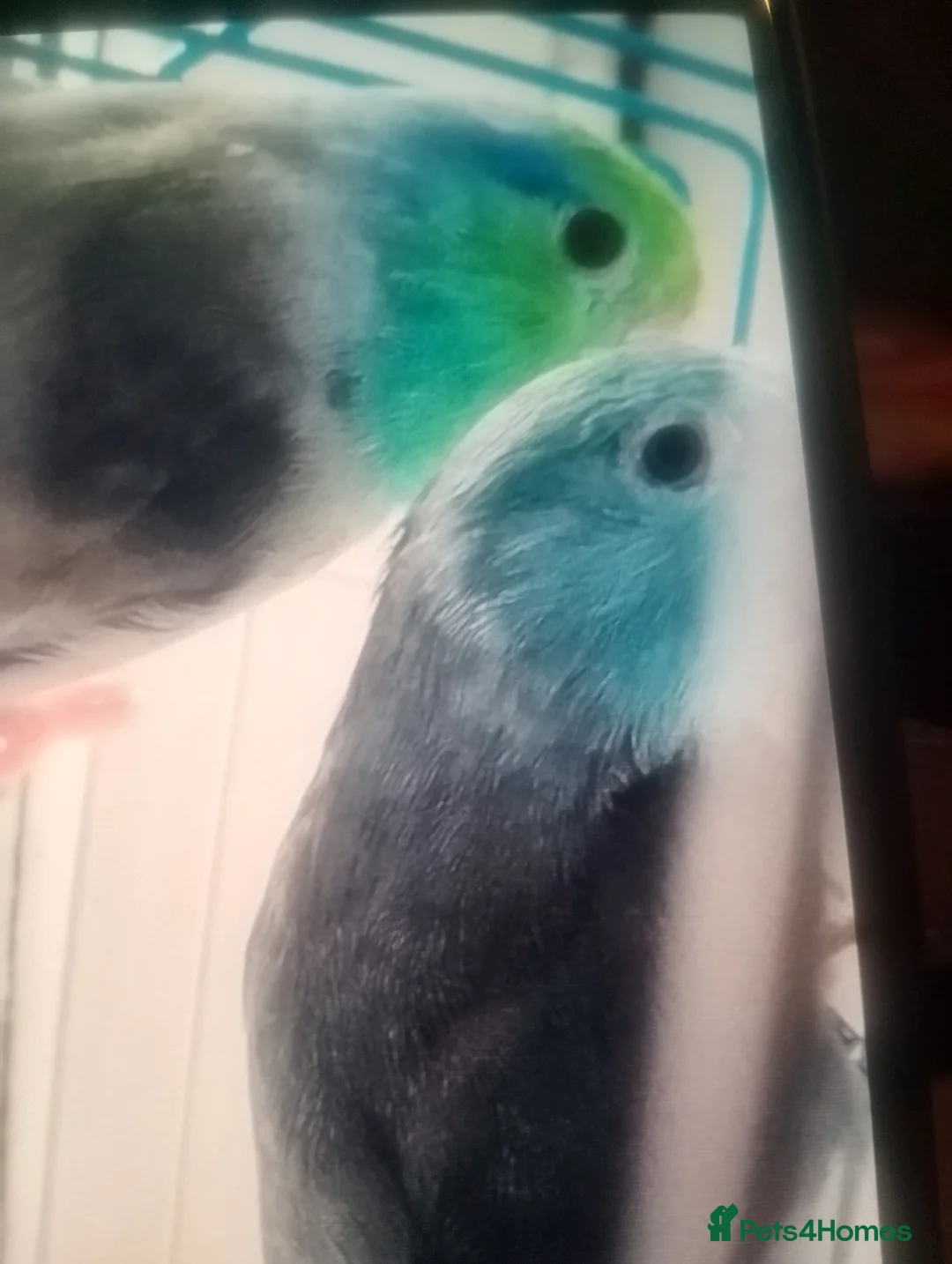 Lovebirds birds for sale: Parrotlet and lovebirds for sale  - Advert 3