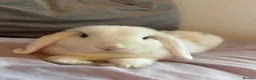 English Lop rabbits for sale: ADORABLE TITi in Bridgwater - Advert 2