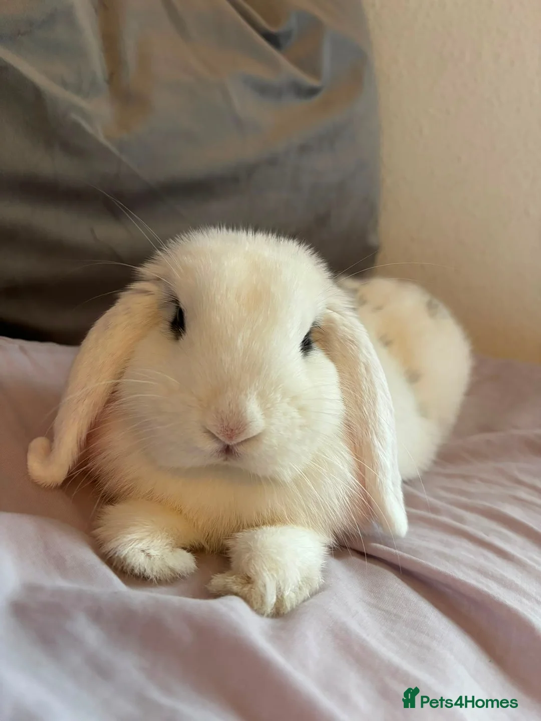 English Lop rabbits for sale: ADORABLE TITi in Bridgwater - Advert 2