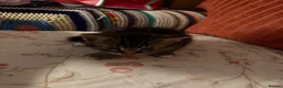 Mixed Breed cats for sale: Cute Mixed Breed Kittens Ready for Loving Homes - Advert 7