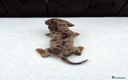 Miniature Dachshund dogs for sale: Dachshund puppies 5Boys  - Image 29