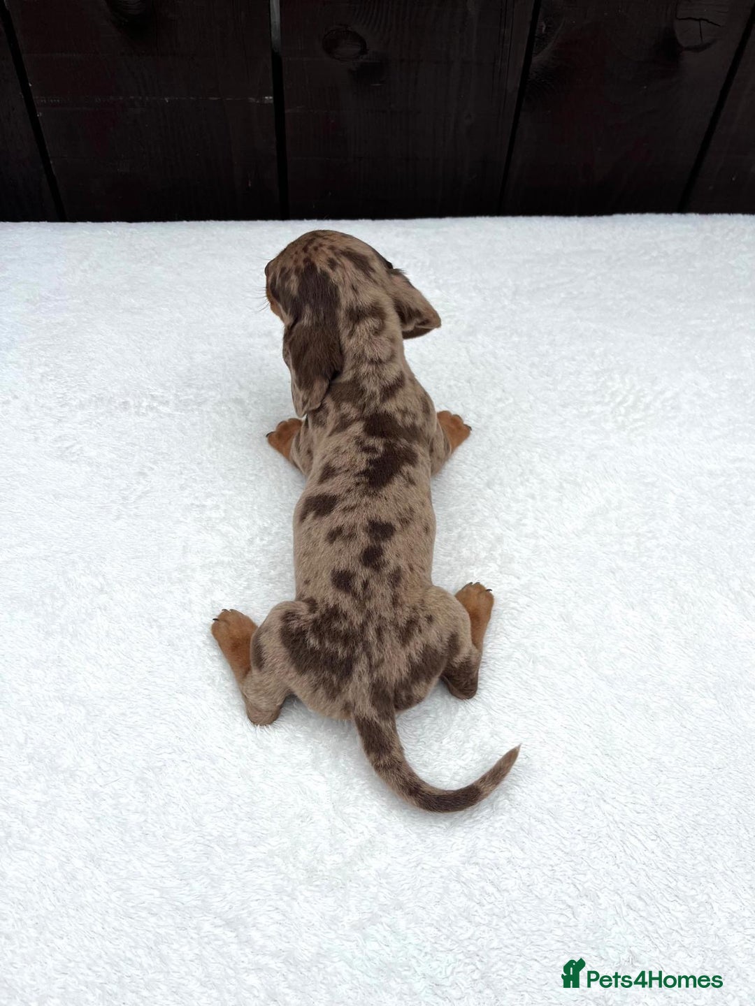 Miniature Dachshund dogs for sale: Dachshund puppies 5Boys  - Image 29