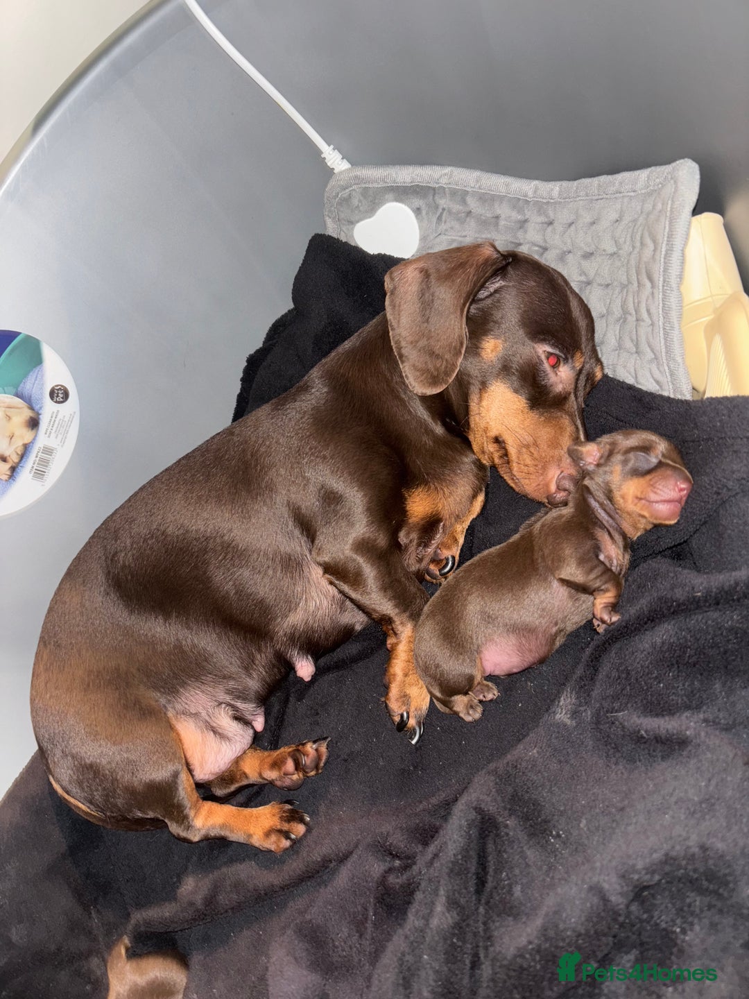 Miniature Dachshund dogs for sale: Miniature dachshund ready in feb  - Advert 1
