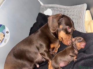 Miniature Dachshund dogs Miniature dachshund ready in feb - Advert 2