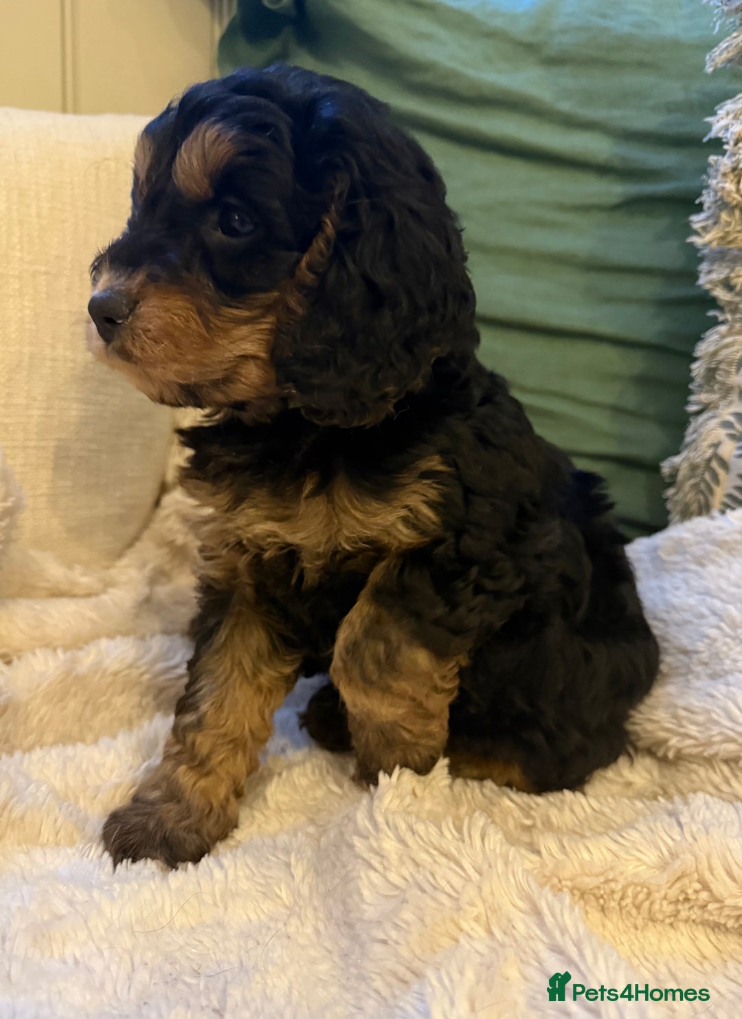Cockapoo dogs for sale: Stunning litter of F1 Cockapoo Puppies  - Advert 21