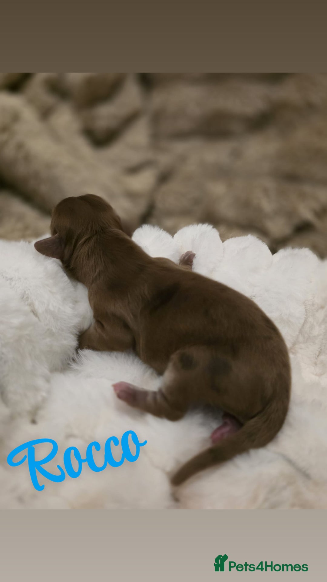 Cockapoo dogs for sale: 🤍 Beautiful F3 Multigen Cockapoo Puppies🤍 - Advert 10