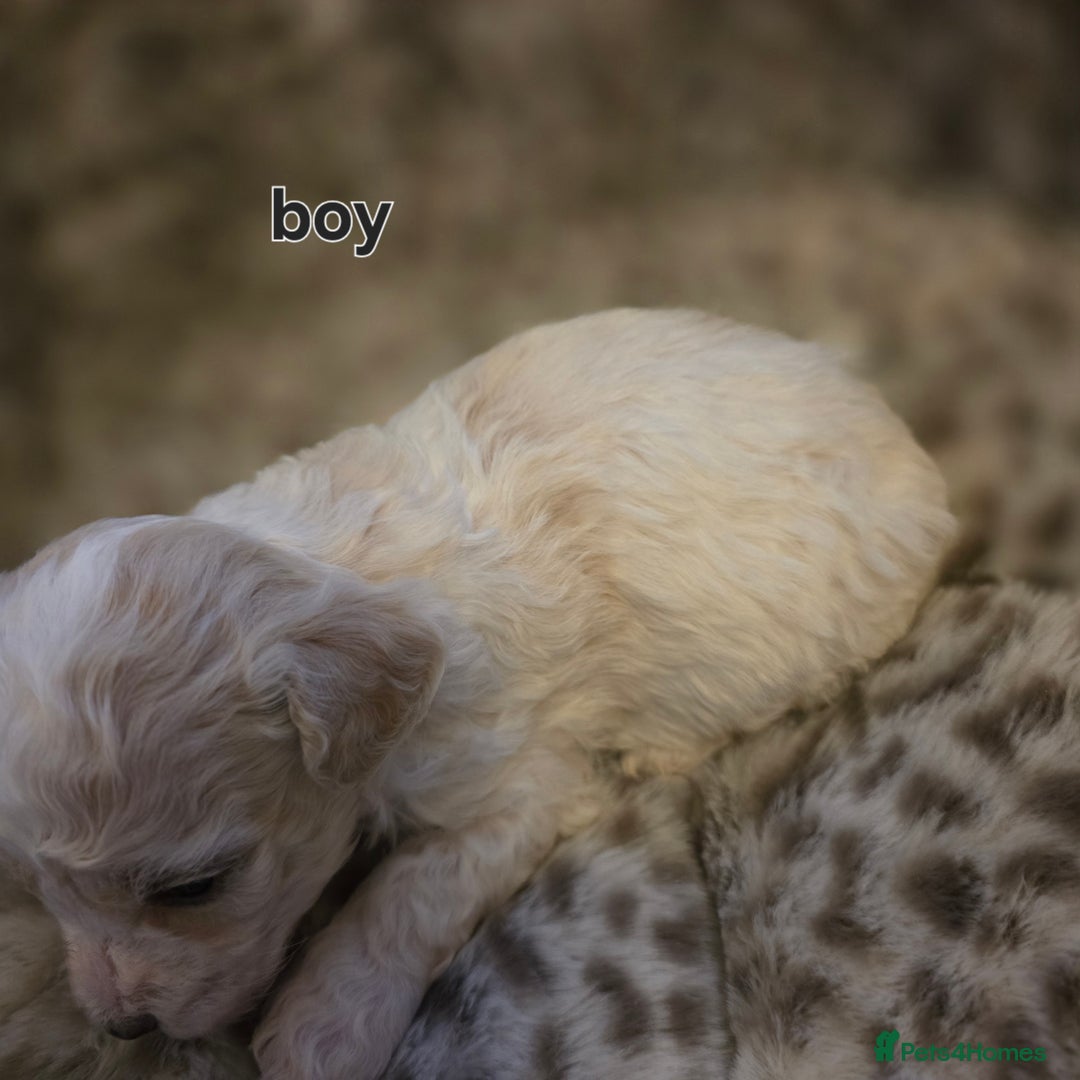 Bichon Frise dogs for sale: Bichon frise  - Advert 17