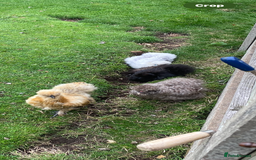 Chickens poultry for sale: 5 female silkies  - Image 5