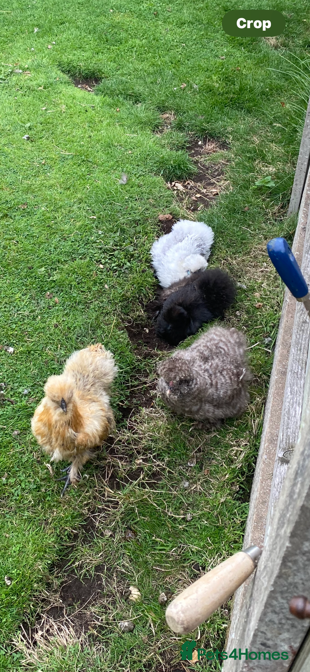 Chickens poultry for sale: 5 female silkies  - Image 5