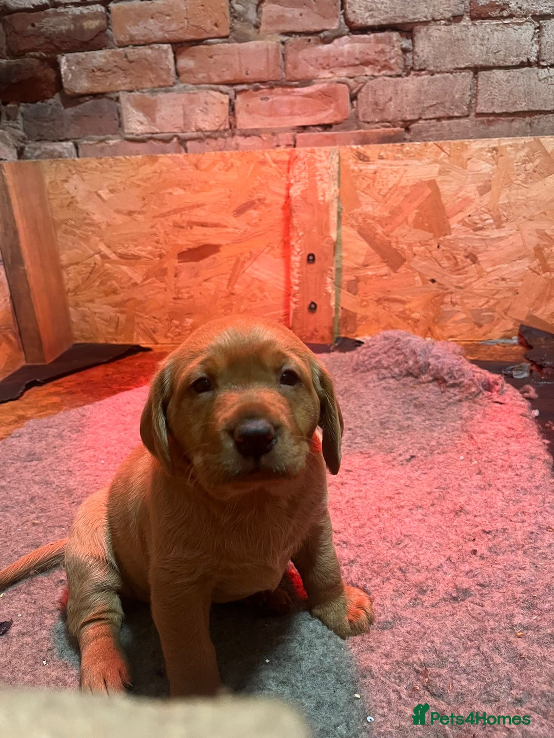 Labrador Retriever dogs for sale: Chunky red lab pups - Advert 8