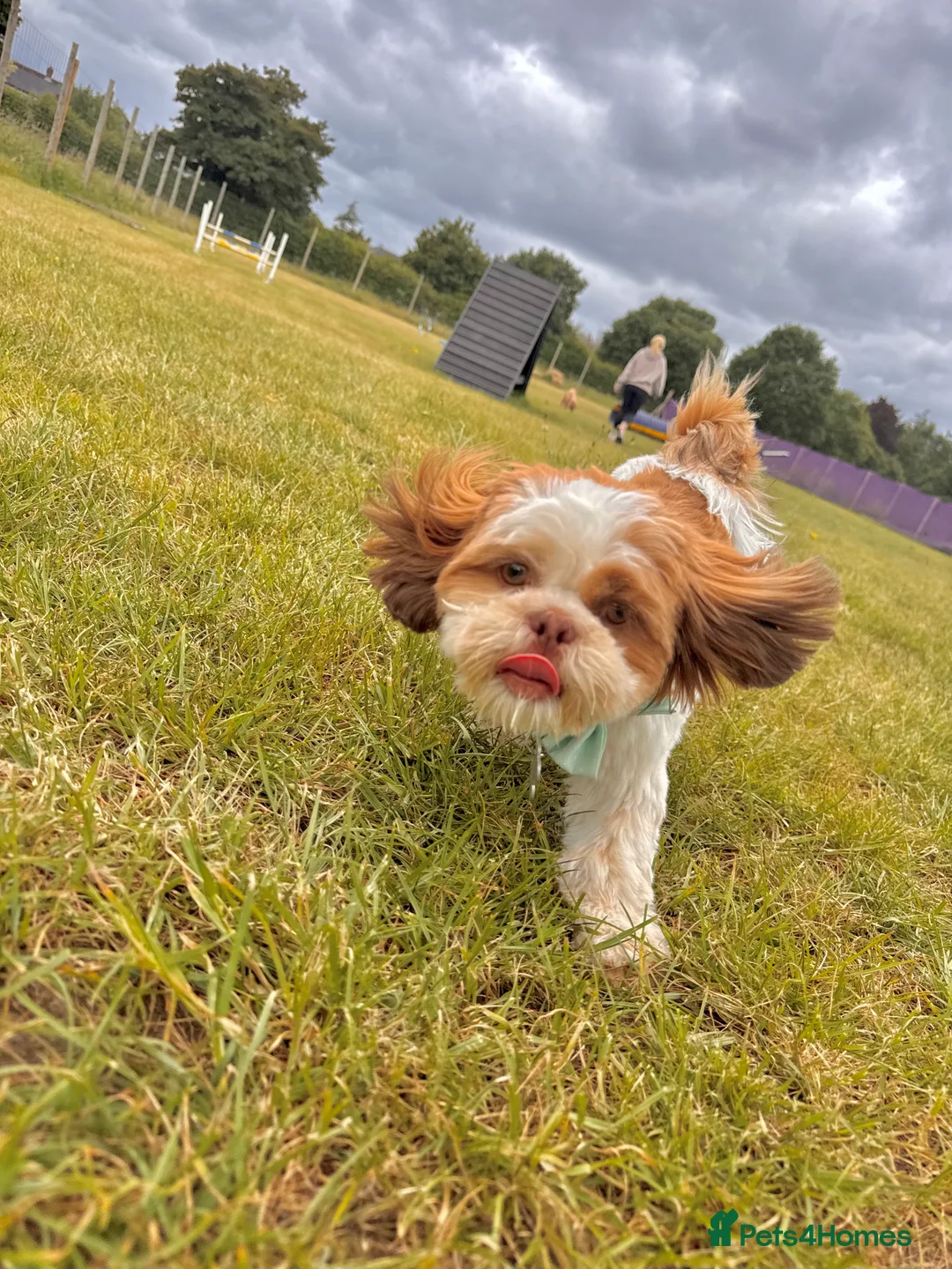 Shih Tzu dogs for sale: 15 month old male shihtzu - Advert 4