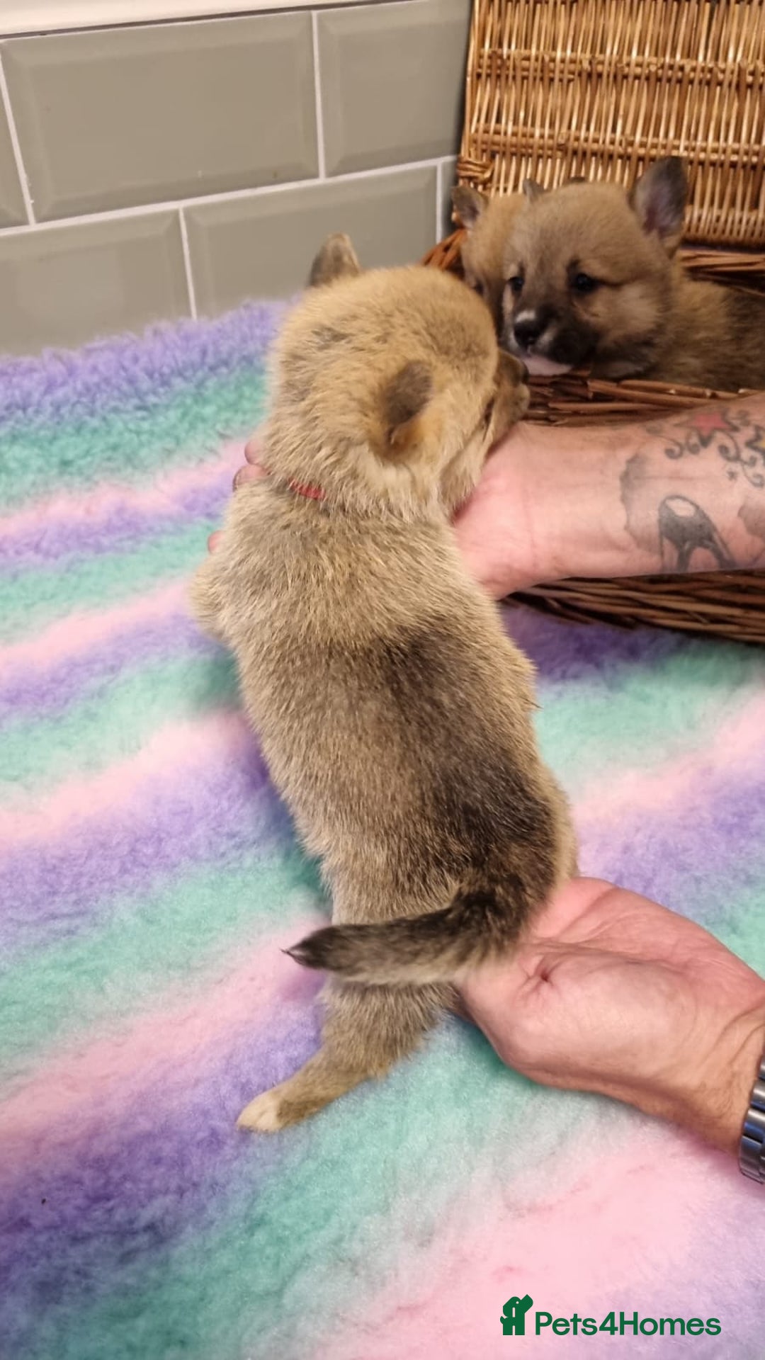 Mixed Breed dogs for sale: Corgi-Inus 💙 Just 1 BOY LEFT - Image 18