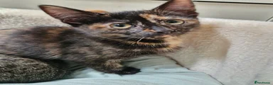 Mixed Breed Kitten 2