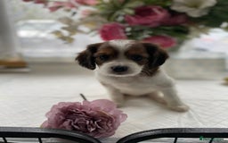 Cavapoo dogs for sale: Beautiful Cavapoo puppies - Image 1