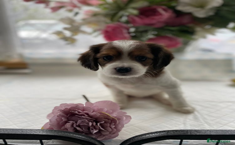 Cavapoo dogs - Advert 1