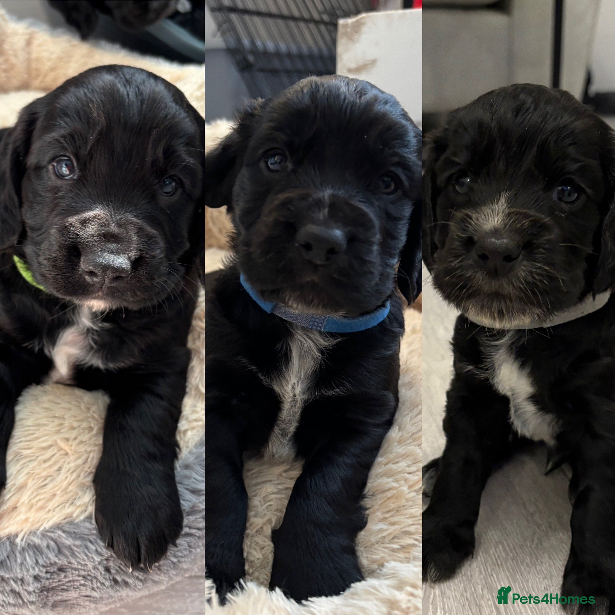 Cocker Spaniel dogs KC Registered Working Cocker Spaniel Puppies - Advert 13