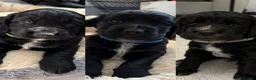 Cocker Spaniel dogs for sale: 11 week old working cocker pup - Advert 16