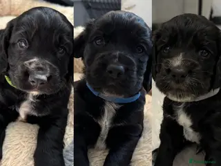 Cocker Spaniel dogs KC Registered Working Cocker Spaniel Puppies - Advert 13