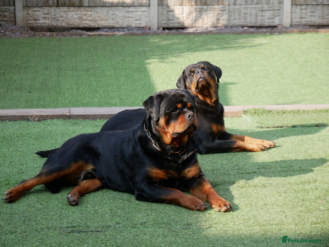 Rottweiler dogs for stud: BEAUTIFUL OLD TYPE BIG BONED ROTTIE! For stud in Mansfield - Advert 26