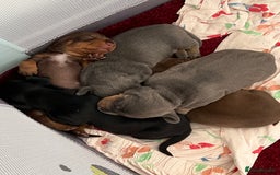 Miniature Dachshund dogs for sale: mini dachshund puppys❗️LAST BOY❗️ - Image 10