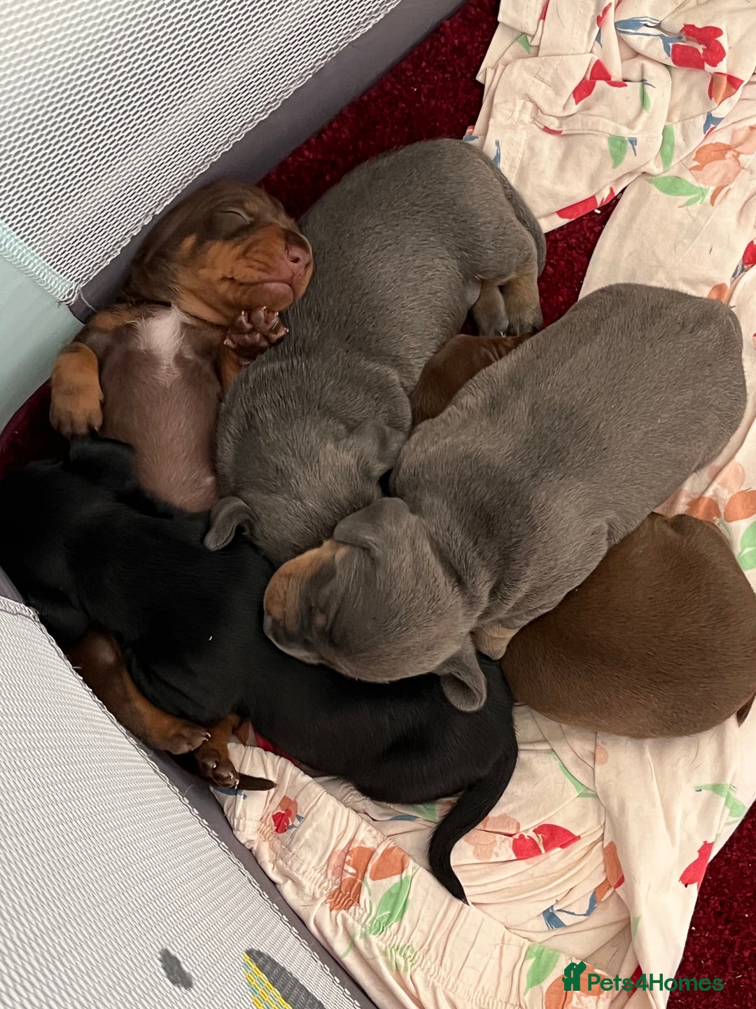 Miniature Dachshund dogs for sale: mini dachshund puppys❗️LAST BOY❗️ - Image 10
