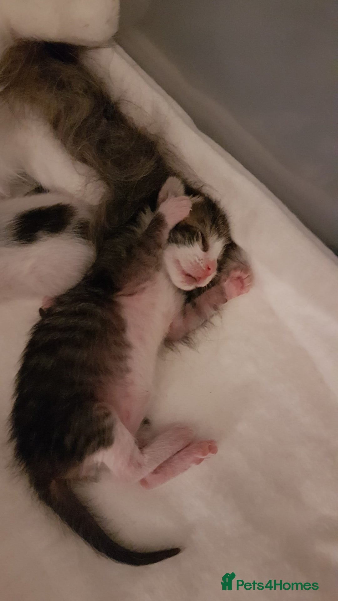 British Shorthair cats for sale: for sale 2 cheeky little monkeys  - Image 4