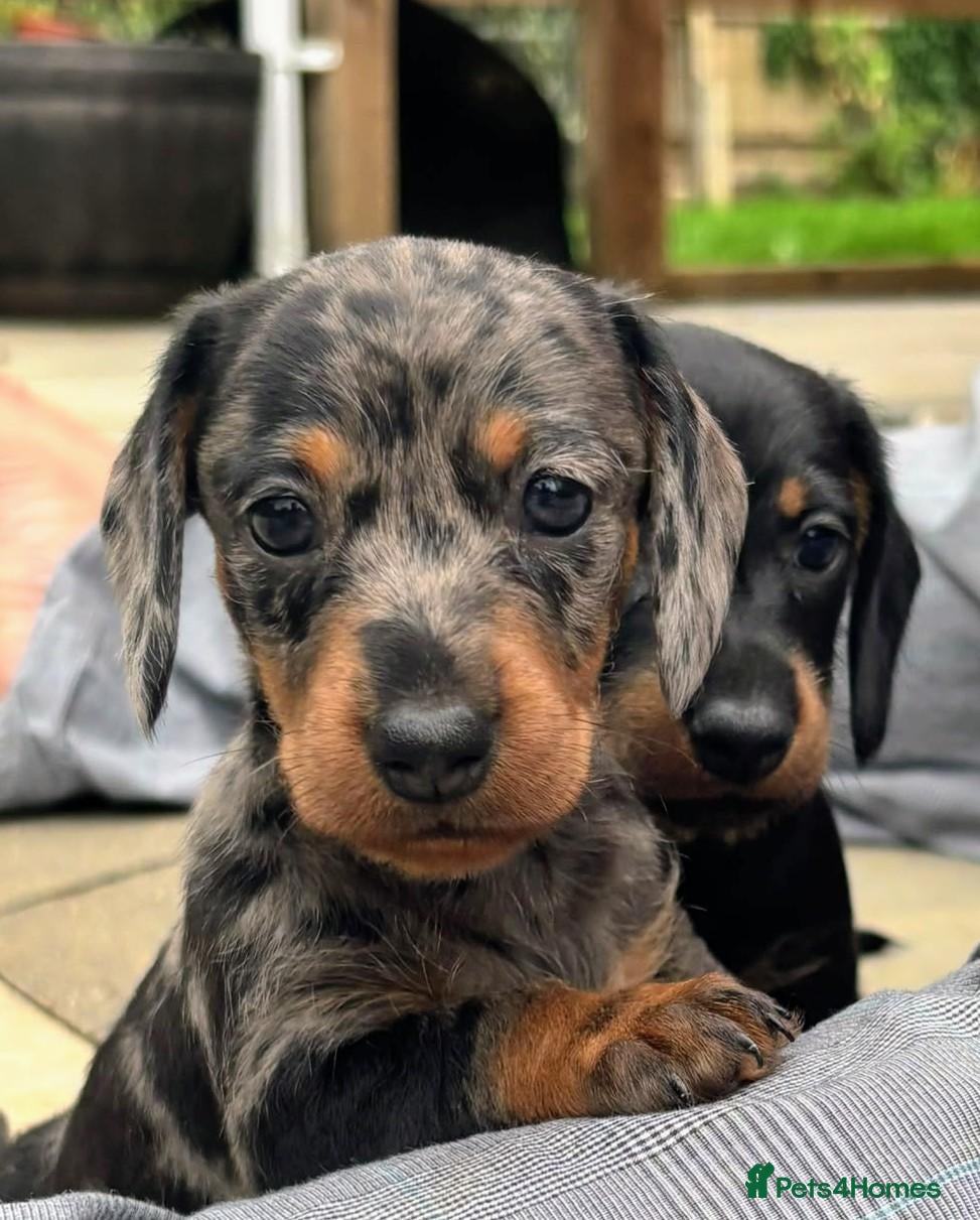 Miniature Dachshund dogs Beautiful Mini Wirehaired Dachshund Babies  - Advert 18